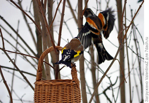 Местный франт конкурента не терпит!