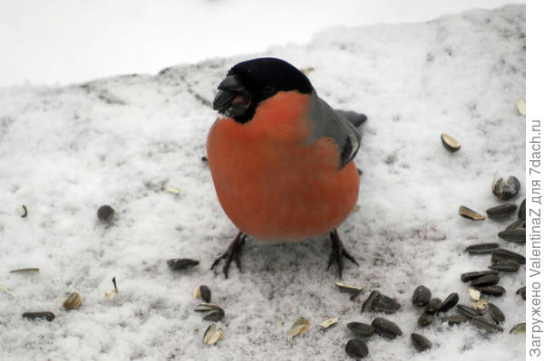 Повезло парню!