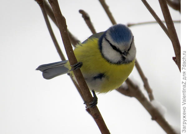 Крошка лазоревка присматривается, какая семечка самая крупная!