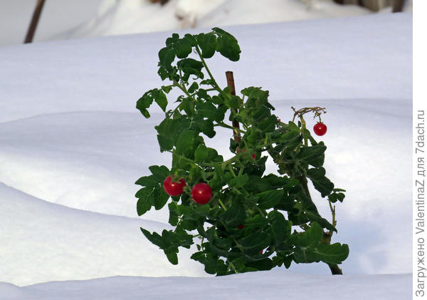 Томат ПЕРВОАПРЕЛЬСКИЙ F1