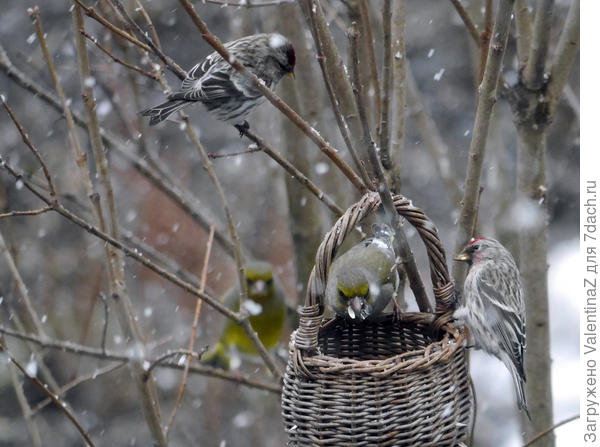 Вот так нелегко пришлось птичкам в их день!  Впрочем, &amp;quot;поляна&amp;quot; для них была накрыта!