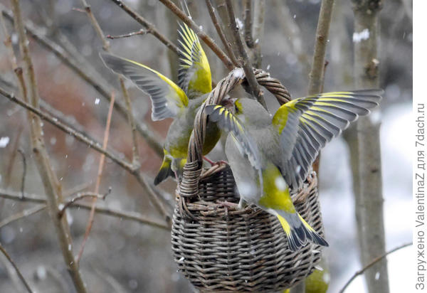 Я первая! _Нет, я!