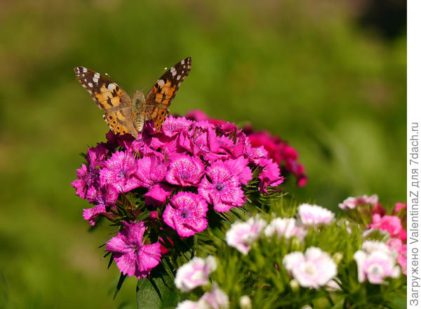 Вот, репейница!