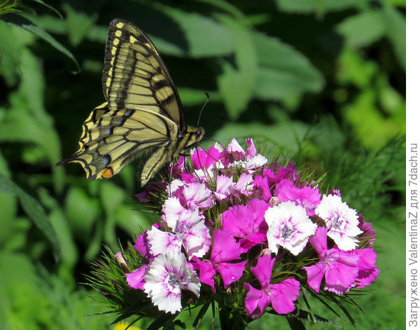 А это махаон!