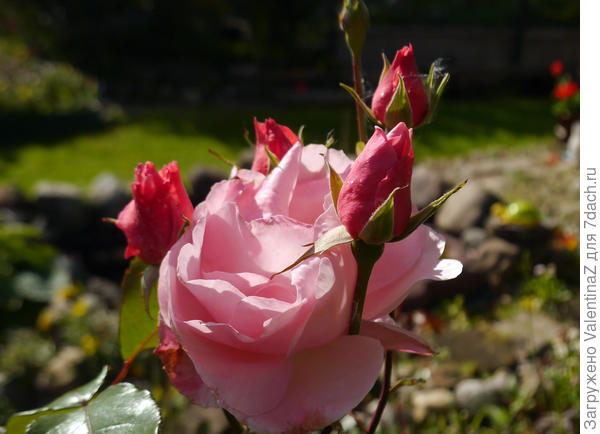 Какая нежность, и розочка, и бутончики!