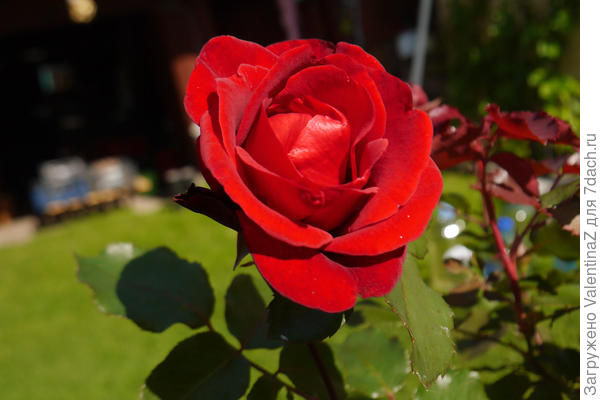 Красная, классика!