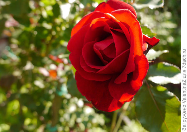 Обласкана солнышком