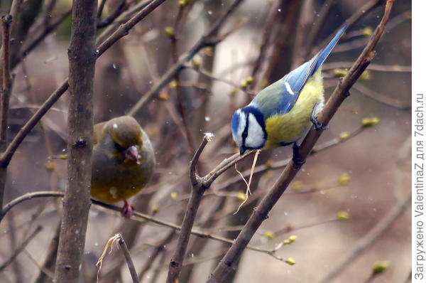 Лазоревка и зеленушка