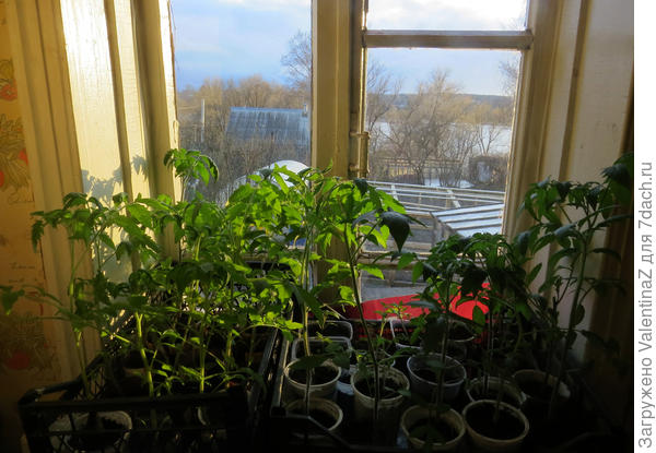 Мои помидорки тоже любуются закатами и мечтают вскоре переехать на ПМЖ в теплицу, что под окнами