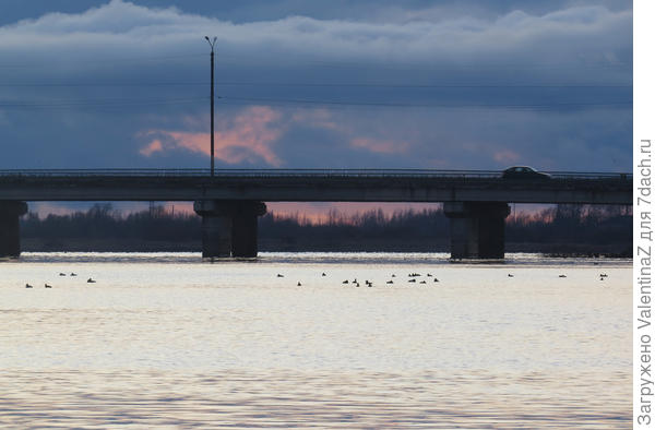 Нынче уток много на реке...придется как-то подбираться, пофотоохотиться!