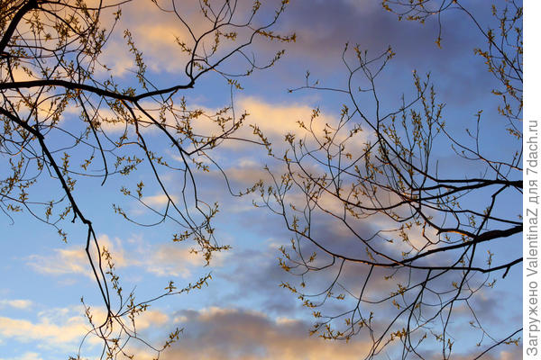 Распускаются листочки на иве, скоро из моих окон речку будет не увидеть!