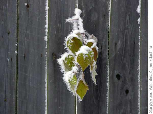 Малина задумала побег!