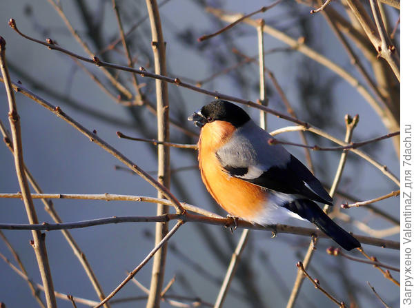 А это уже разведчик прилетел...Разведка прошла успешно!