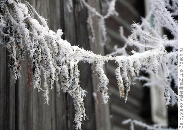 Иней все украсил!