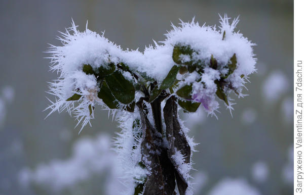 Был флоксик...