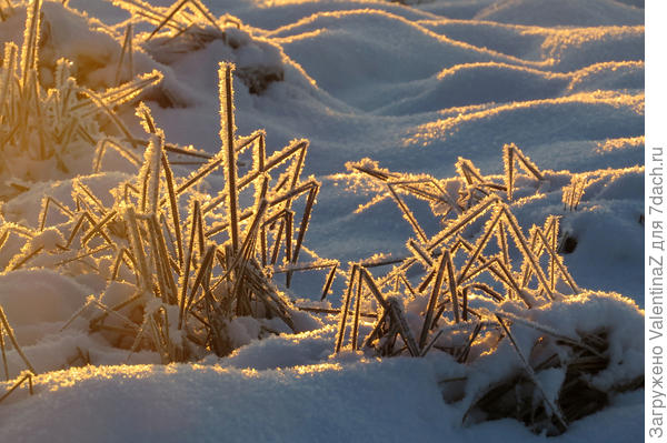 В лучах закатного зимнего солнышка!