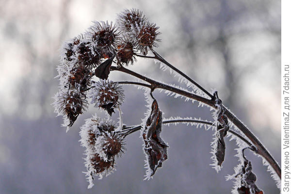 Лопух обыкновенный