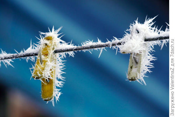 Они у меня любимые фотомодели!