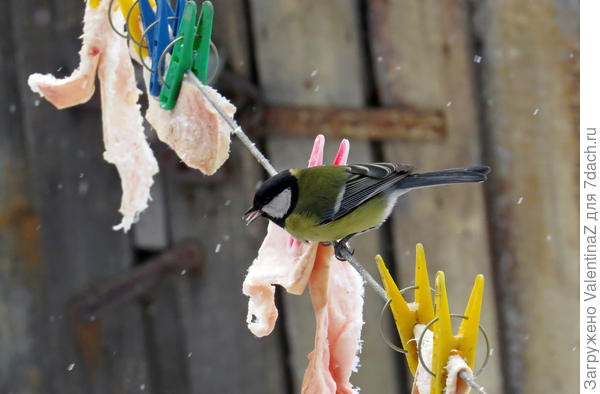 Они еще и птичьи вкусняшки ,бывает, держат!