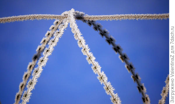 Колючая проволока...