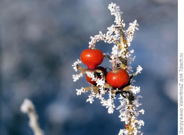 Тоже любимая зимняя фотомодель!