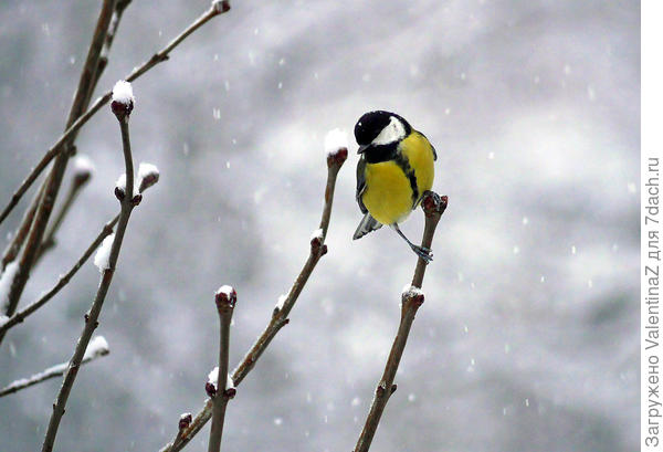 Красиво снег падал...