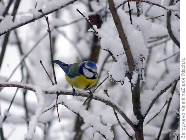 И лазоревка пожаловала.