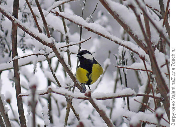 Было тепло, и снег налипал на ветки сирени, на провода...красиво!