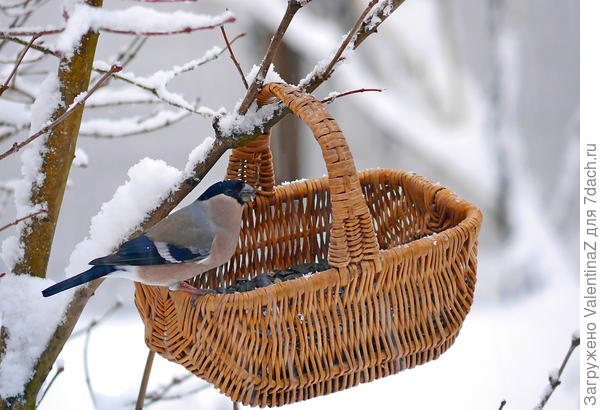 Снегарочка рада , вкусные семечки!