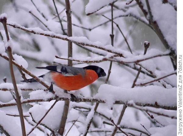 И снегири тоже поспешили за угощением