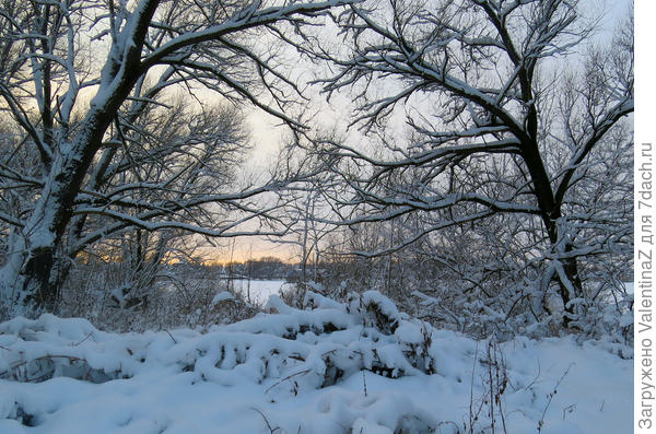 Деревья в снегу..Красота!