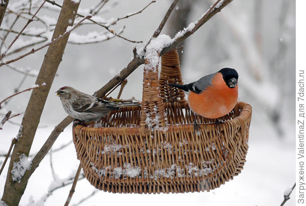 Снежок выпал, хорошо, что есть кормушка!