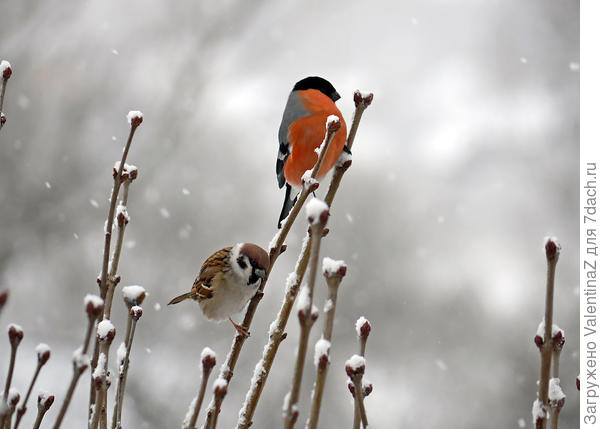 В ожидании угощения