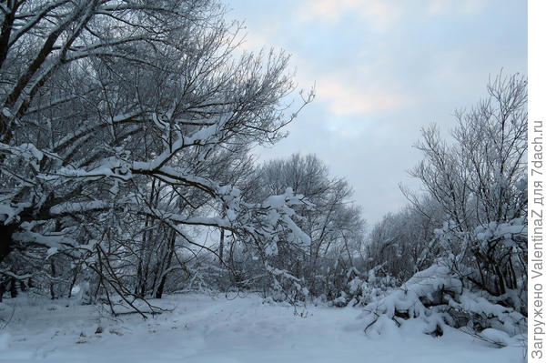 А деревья успели покрасоваться в снежных шубках!