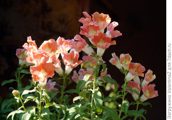 Этот антуриум невысокий, встречает меня на крылечке