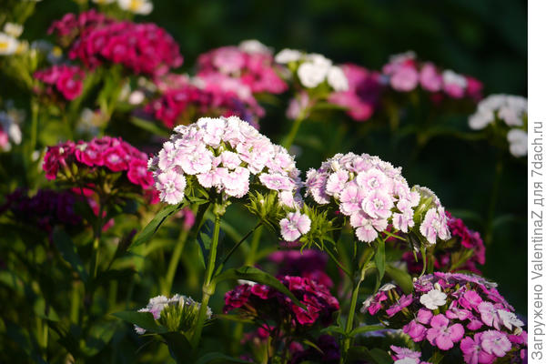 Турецкая гвоздичка радует в начале лета