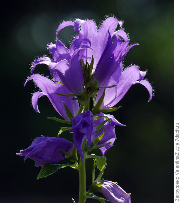 Колокольчики цвели буйно, но быстро, из-за жары