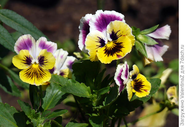 Глазастые анютки