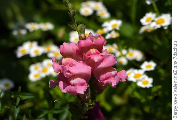 Львиный зев