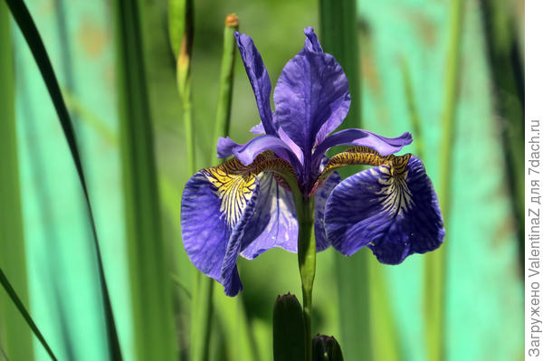 Ирис вроде и простой, а я ему рада! Первый год цвел!