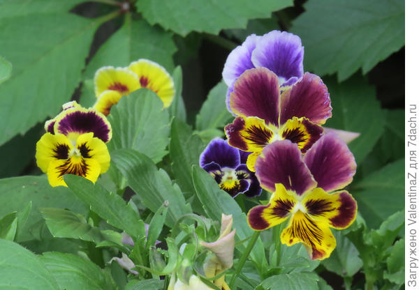 Нравятся мне анютки!