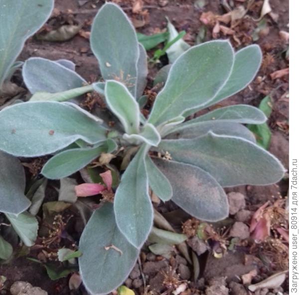 что это за растение?