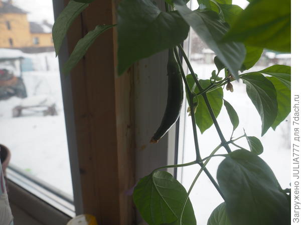 А за окошком-16 февраля...