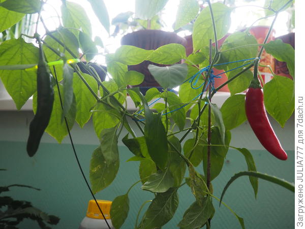 Один сорвали-съели.Был не сильно жгучий.Средне-острый значит.Сорт не знаю.