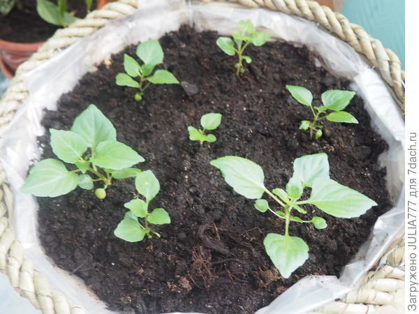 Рассада сразу на постоянном месте.