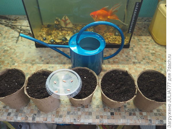 Посевная продолжается и дома и на улице)))Без помощников-никуда.