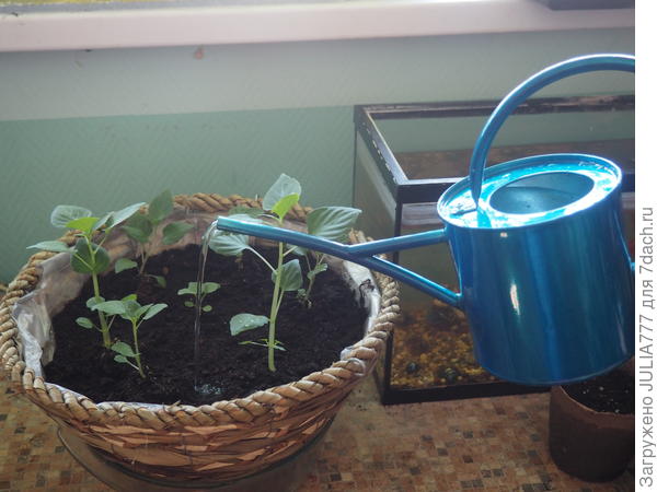 Отличная леечка!