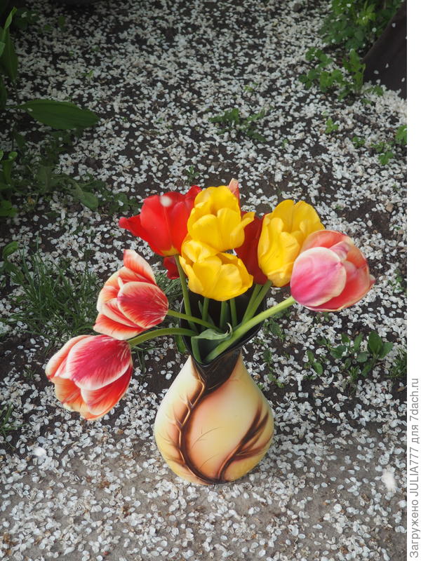 И тюльпанчики-яркие как салют...