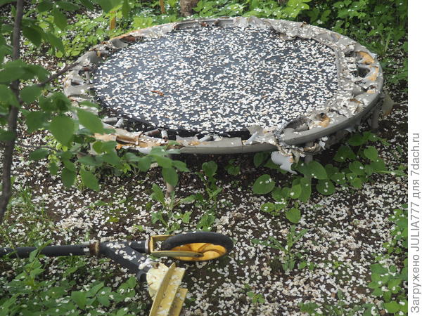 Всё усыпано лепестками.