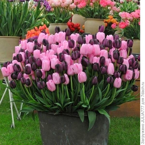 Вот такой букетик для Вас!